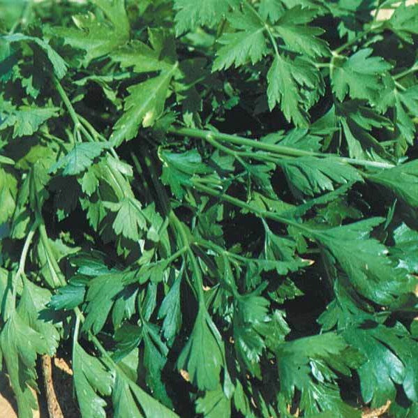 Petroselinum crispum géant d'italie - Peterselie 'Gigante d'Italia' - Peterselie