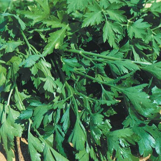 Peterselie 'Gigante d'Italia' - Petroselinum crispum géant d'italie - Bakker