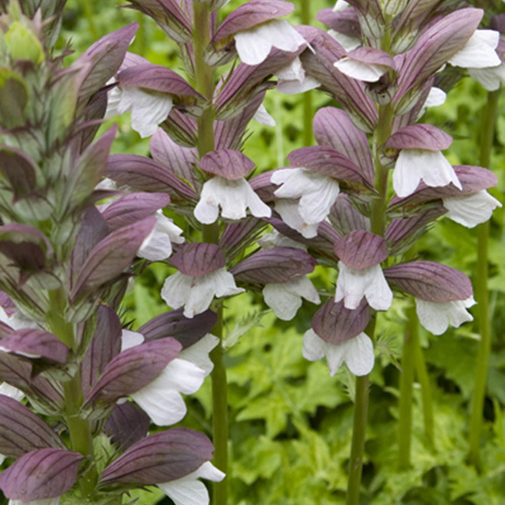 Acanthus hungaricus - Hongaarse acanthus