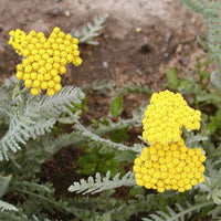 Duizendblad 'Little Moonshine' - Achillea moonshine - Tuinplanten