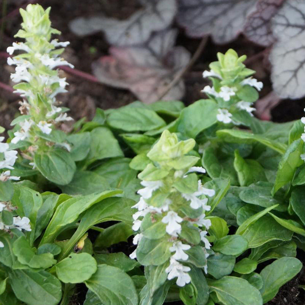 Kruipend zenegroen - wit - Ajuga reptans alba - Tuinplanten