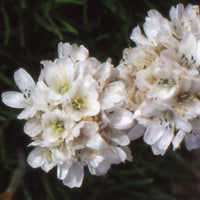 Engels gras 'Alba' - Armeria maritima alba - Bakker