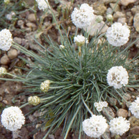 Armeria maritima alba - Engels gras 'Alba' - Vaste planten