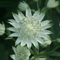 Zeeuwsknoopje 'Alba' - Bakker
