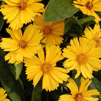 Meisjesogen 'Goldfink' - Bakker