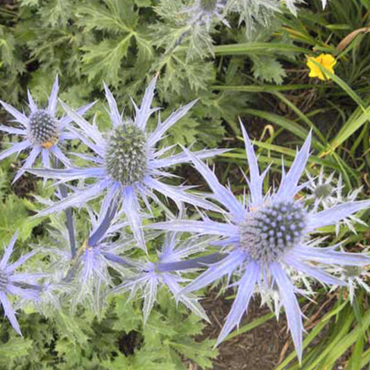 Kruisdistel 'Big Blue' - Bakker