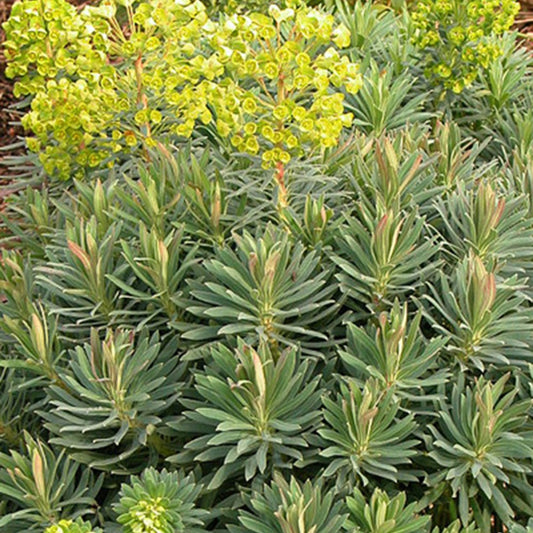 Wolfsmelk - Euphorbia characias ssp. wulfenii - Tuinplanten
