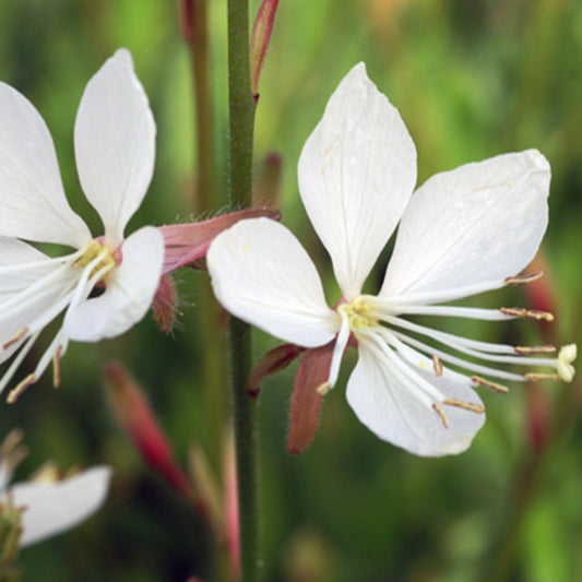 Prachtkaars 'Snowstorm' - Gaura lindheimeri snowstorm - Heesters en vaste planten