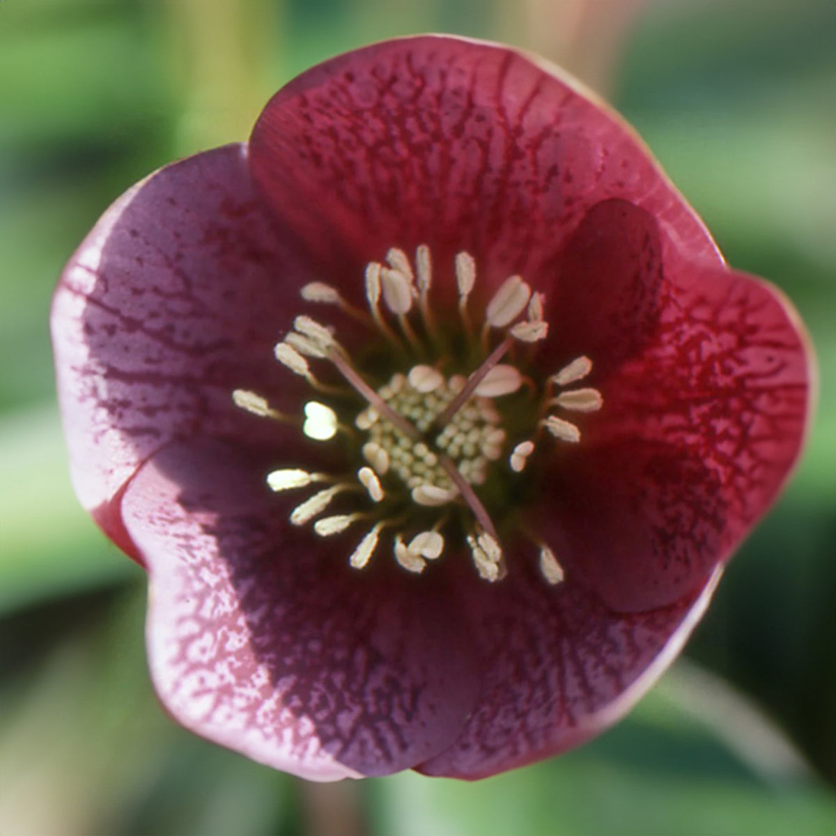 Nieskruid 'Red Hybrids' - Helleborus orientalis red hybrids - Bakker