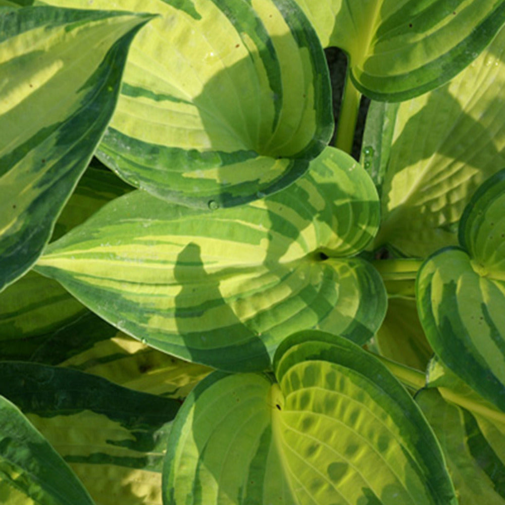 Hartlelie 'Great Expectations' - Hosta ( sieboldiana group ) great expectations - Tuinplanten