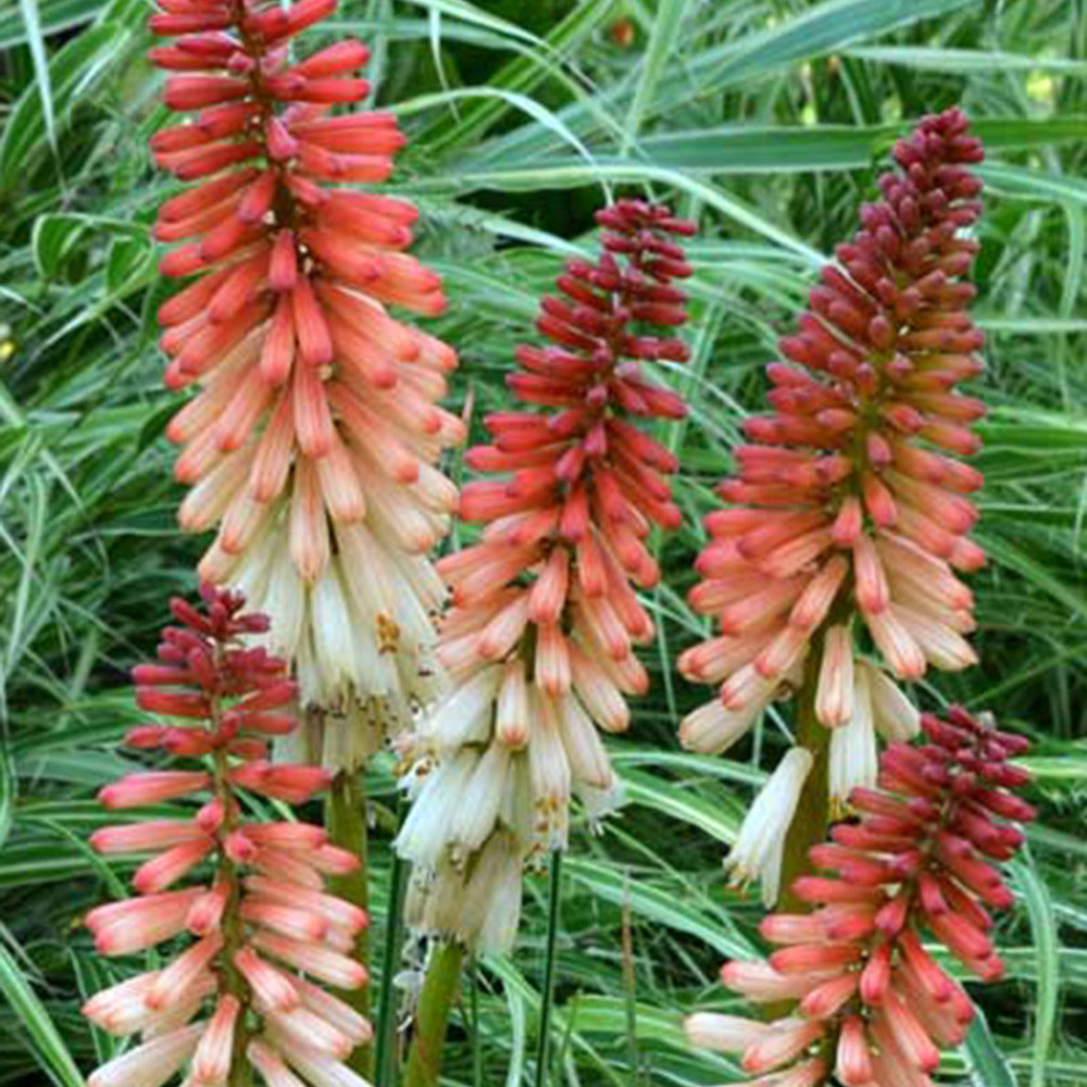 Vuurpijl 'Orange Vanilla Popsicle'® - Kniphofia orange vanilla popsicle ® - Tuinplanten