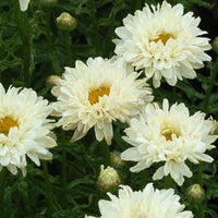 Margriet 'Victorian Secret'® - Leucanthemum superbum victorian secret ® - Tuinplanten