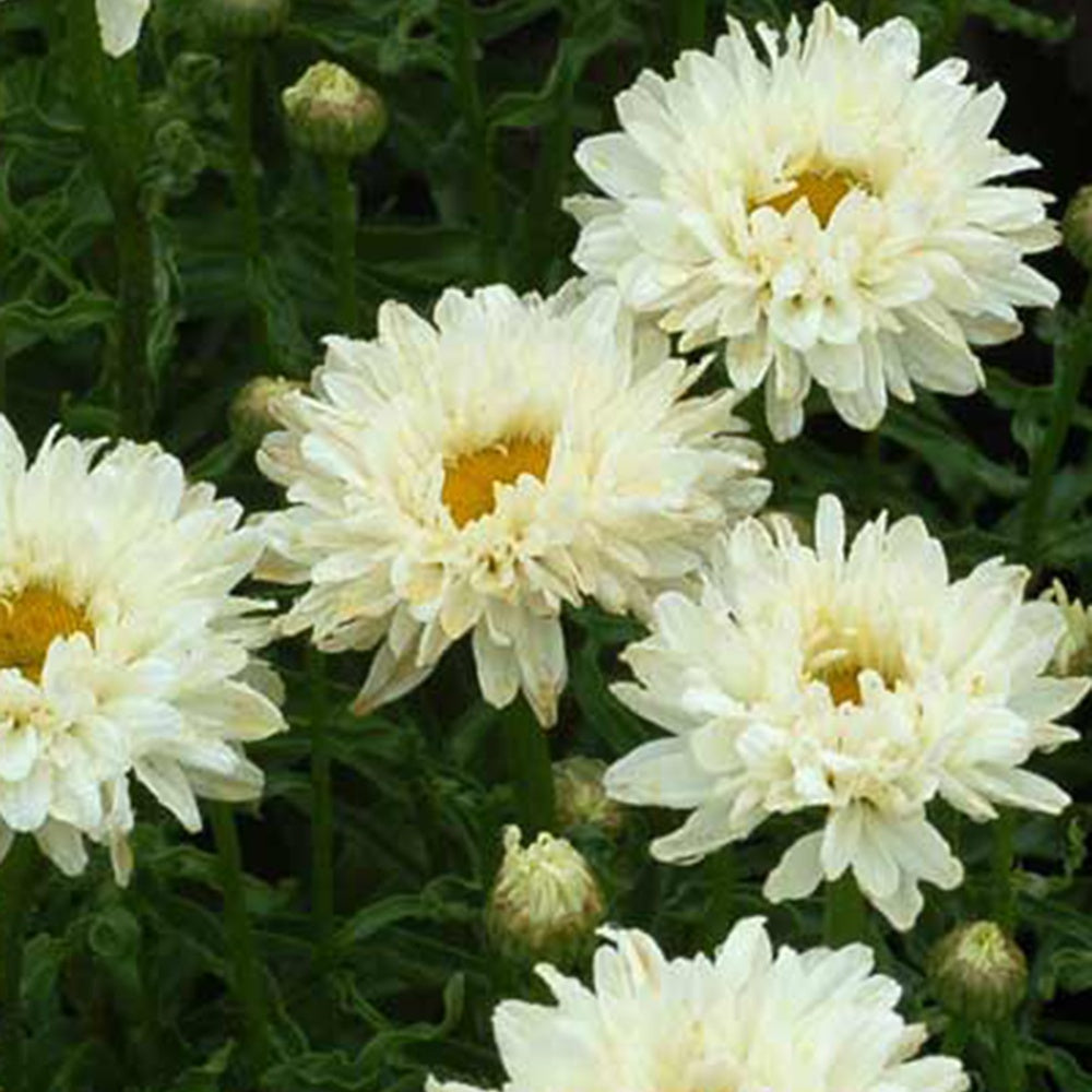 Margriet 'Victorian Secret'® - Leucanthemum superbum victorian secret ® - Bakker