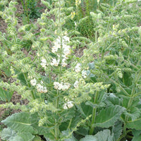 Zilversalie - Salvia argentea - Tuinplanten