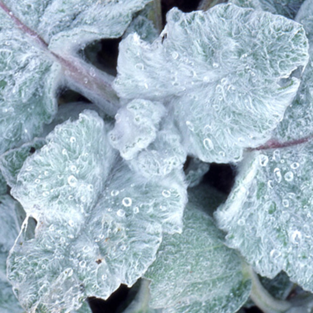 Zilversalie - Salvia argentea - Heesters en vaste planten