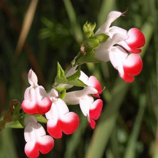 Salie 'Hotlips' - Salvia microphylla hot lips - Tuinplanten