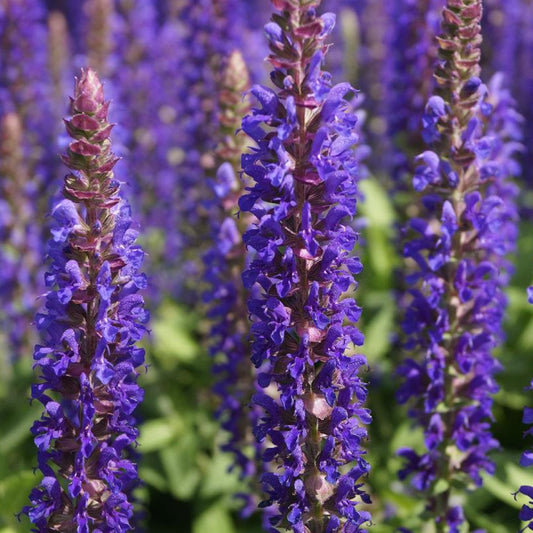 Bossalie 'Blue Bouguetta' - Salvia nemerosa alklf blue bouquetta® - Heesters en vaste planten