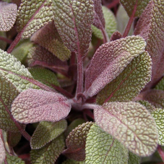 Echte salie 'Purpurascens' - Bakker