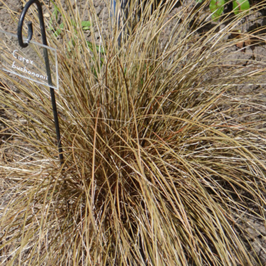 Zegge - Carex buchananii - Tuinplanten