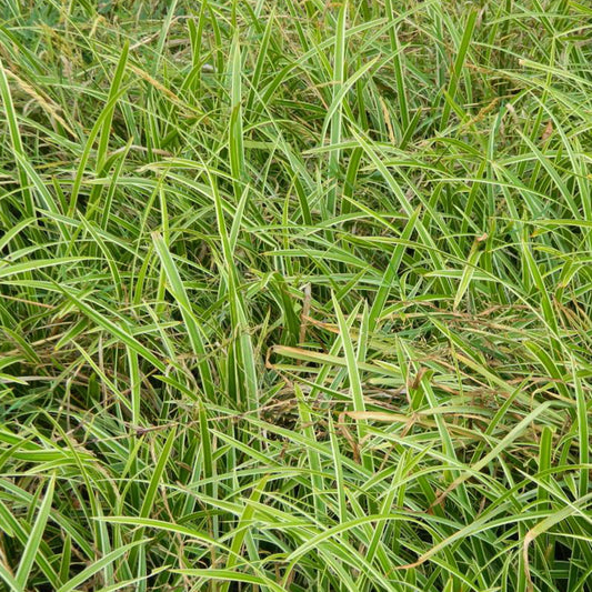 Japanse zegge 'Ice Dance' - Bakker