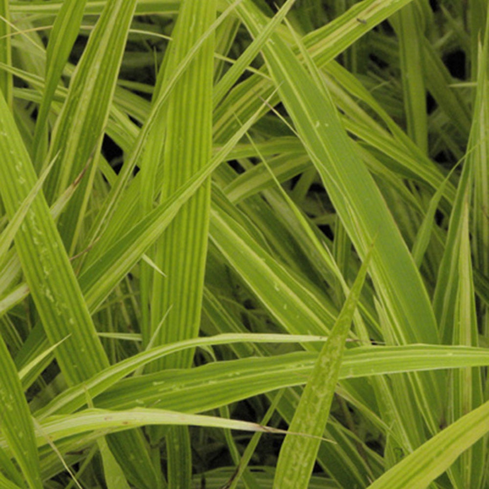 Japans berggras 'Albovariegata' - Bakker