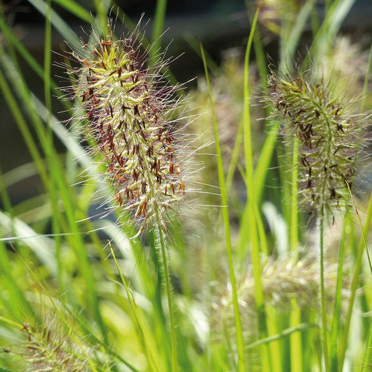 Lampenpoetsersgras 'Hameln Gold' - Bakker