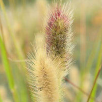 Verkoop Lampenpoetsersgras Red Buttons - Pennisetum thunbergii Red Buttons