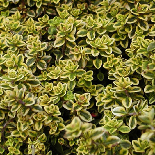 Geelbladige citroentijm - Bakker