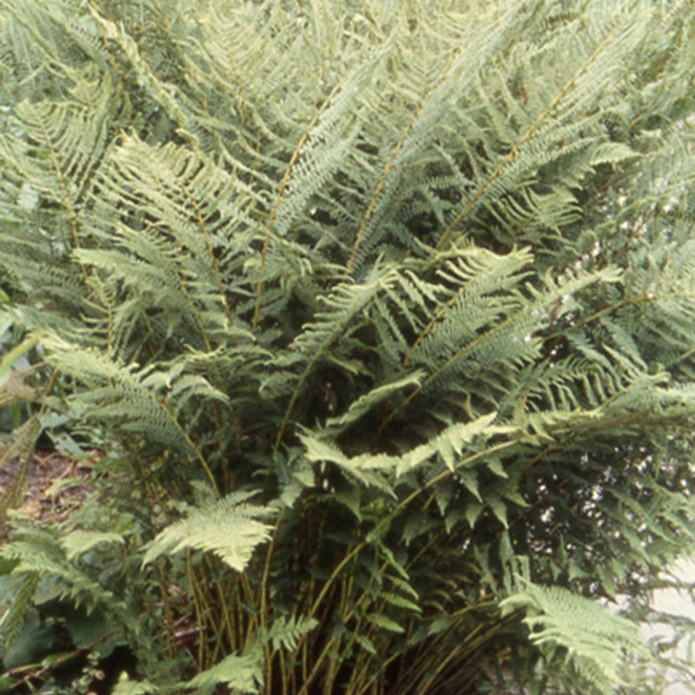 Athyrium filix-femina - Wijfjesvaren - Varens