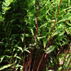 Wijfjesvaren 'Lady in Red' - Athyrium filix-femina lady in red - Kamerplanten