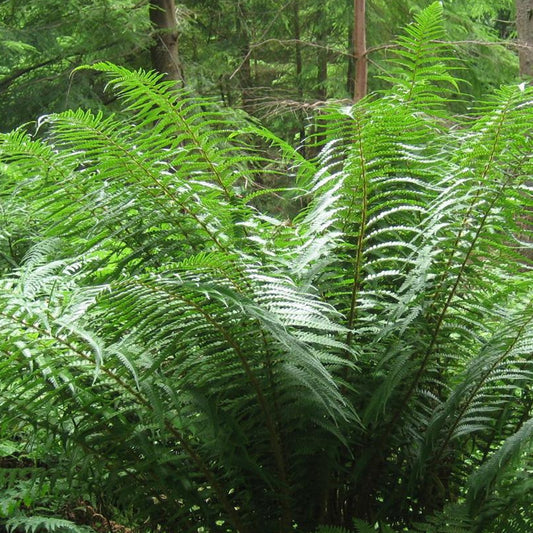 Geschubde mannetjesvaren - Dryoptteris affinis - Vaste planten