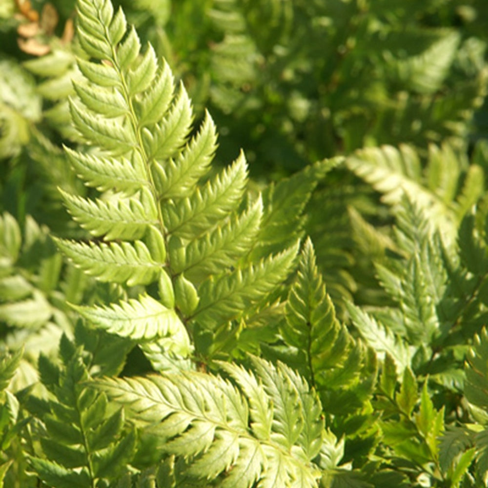 Rigens Naaldvaren - Polystichum rigens - Bakker