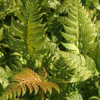 Naaldvaren - Polystichum rigens - Op soort