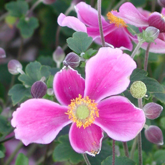 Herfstanemoon 'Splendens' - Bakker