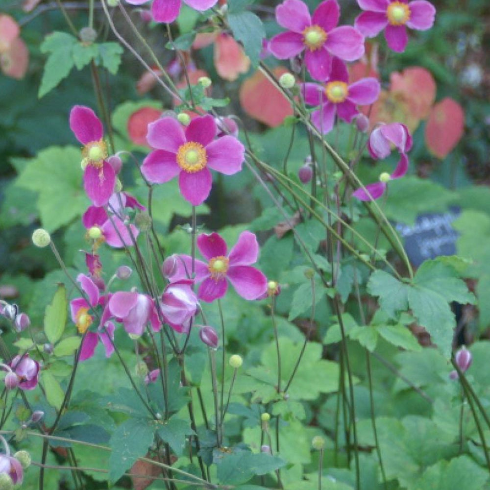 Herfstanemoon 'Splendens' - Anemone hupehensis splendens - Vaste planten