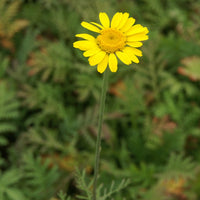 Gele kamille - Anthemis tinctoria kelwayi - Heesters en vaste planten