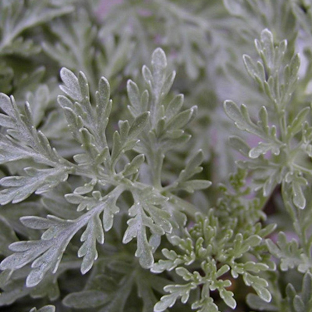 Alsem 'Powis Castle' - Artemisia powis castle - Heesters en vaste planten