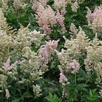 Pluimspirea 'Peach Blossom' - Astilbe peach blossom ( japonica group ) - Tuinplanten