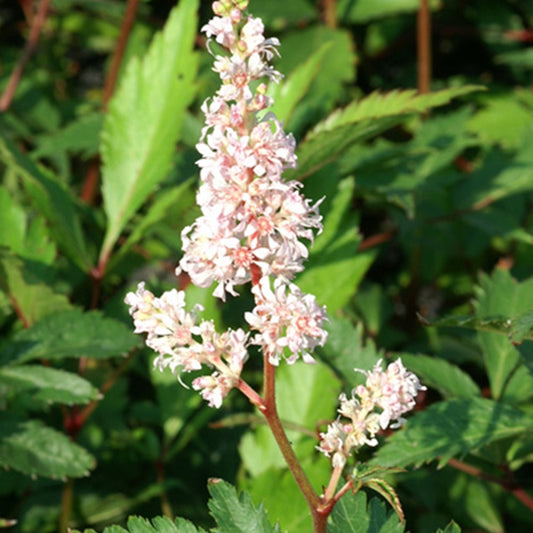 Pluimspirea 'Peach Blossom' - Astilbe peach blossom ( japonica group ) - Heesters en vaste planten