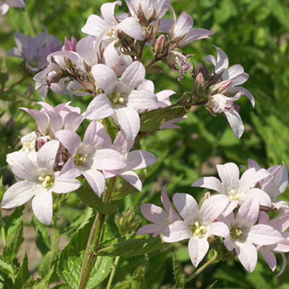 Klokjesbloem 'Loddon Anna' - Campanula lactiflora loddon anna - Bakker