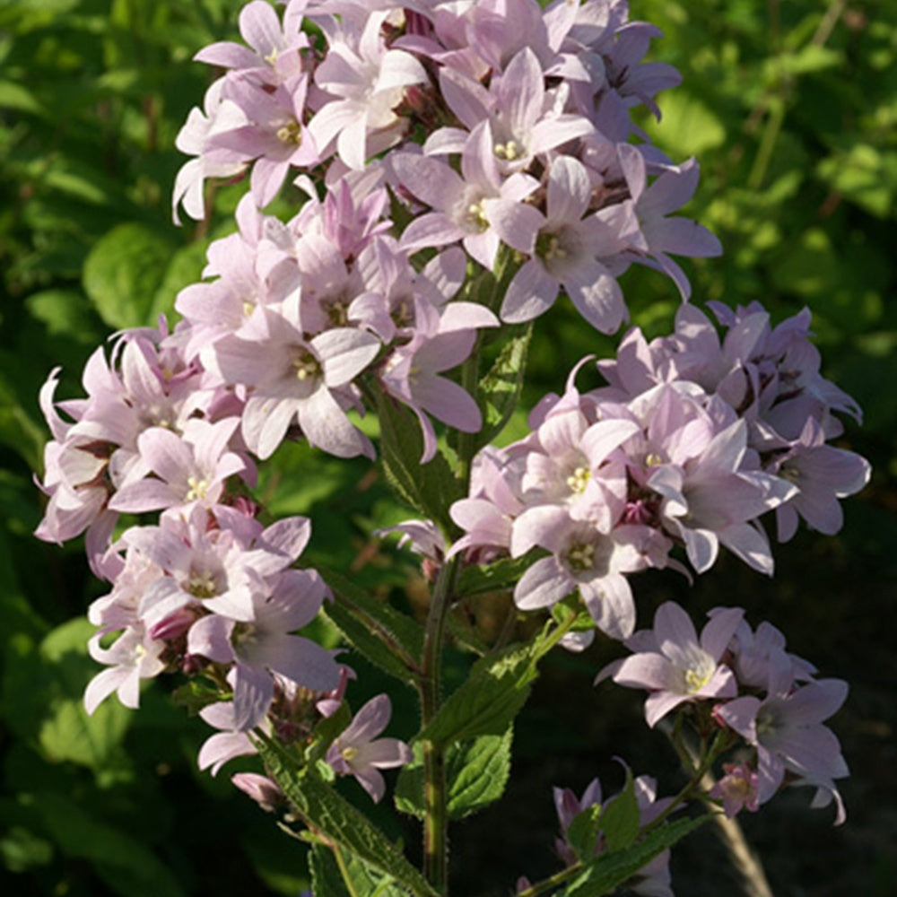 Klokjesbloem 'Loddon Anna' - Campanula lactiflora loddon anna - Vaste planten