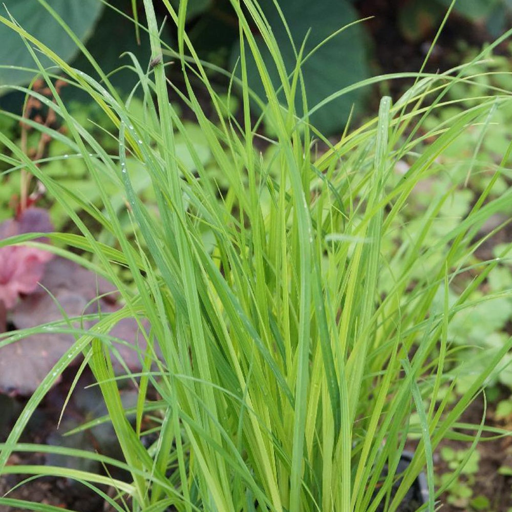 Moeraszegge - Carex acutiformis - Bakker