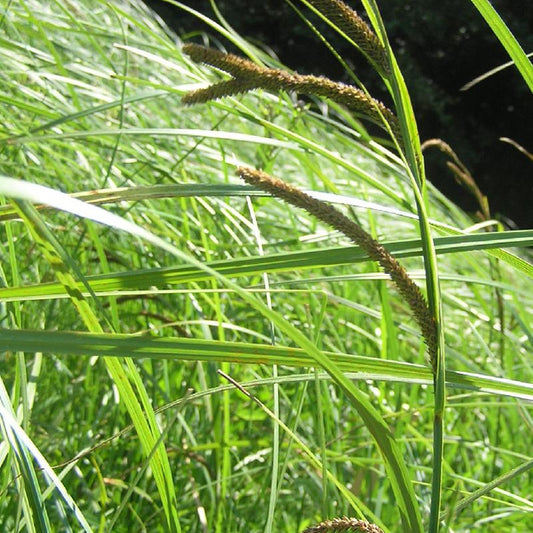 Moeraszegge - Carex acutiformis - Heesters en vaste planten