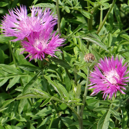 Roze korenbloem - Centaurea dealbata - Heesters en vaste planten