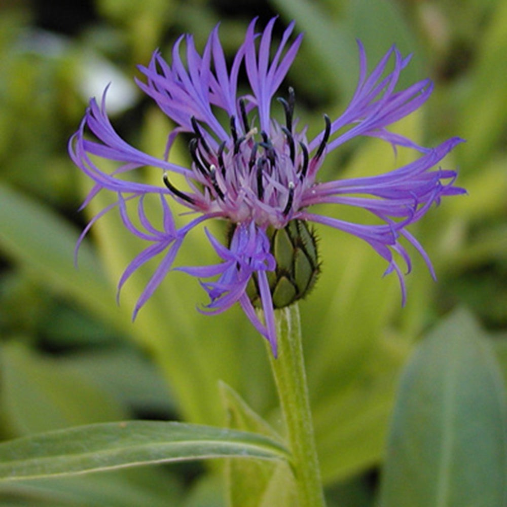 Bergcentaurie - Centaurea montana - Tuinplanten