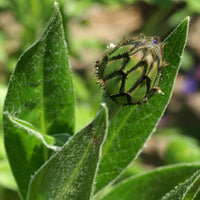 Bergcentaurie - Centaurea montana - Heesters en vaste planten