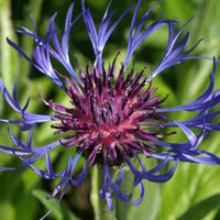 Bergcentaurie - Centaurea montana - Vaste planten