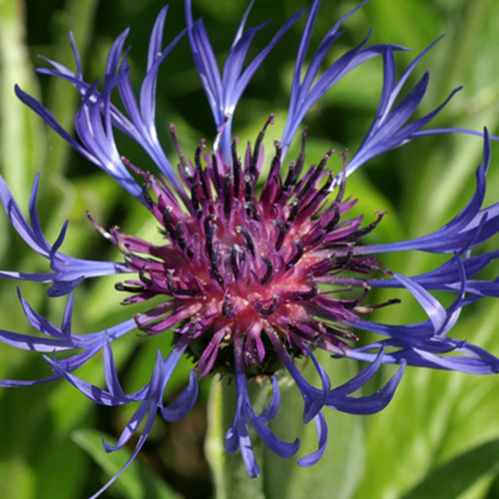Centaurea montana - Bergcentaurie