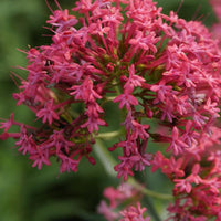 Vaste planten - Spoorbloem - rood - Centranthus ruber coccineus