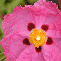 Roze cistusroos - Cistus purpureus - Bakker